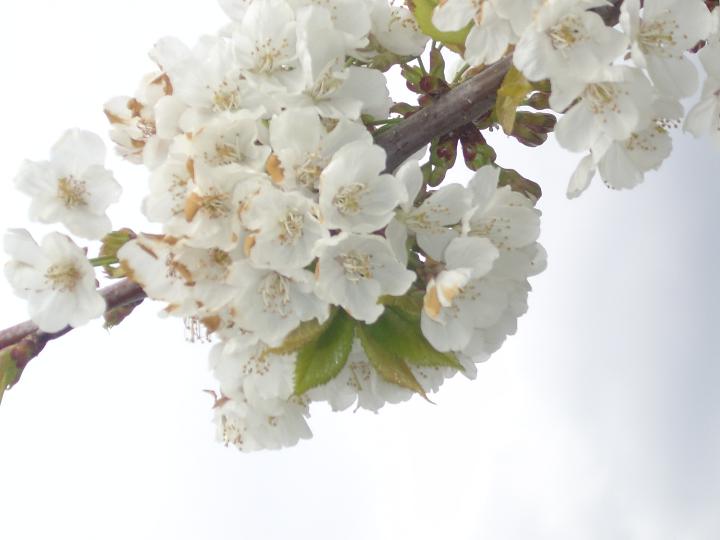 Cerezos en flor